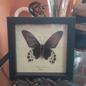 Taxidermy Butterfly (wall)